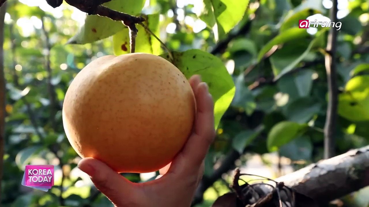 Korea Today Ep727C1 Korean Pear Export