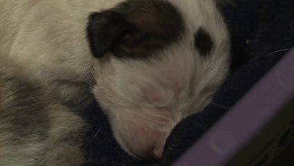 Un chat prend soin d'un bébé pitbull abandonné. Magnifique!