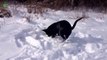 Dogs and cats go crazy in the snow - hilarious pet compilation