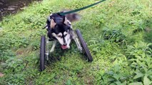 Un chien court pour la première fois grâce à des prothèses imprimées en 3D