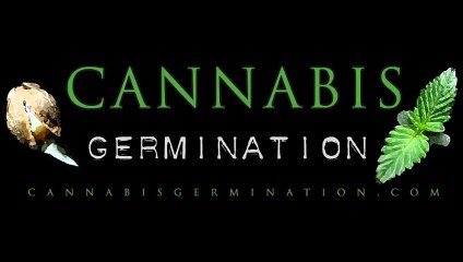 Graines de cannabis jusqu'à pousse cannabis