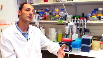 Les bactériophages - Laurent Debarbieux