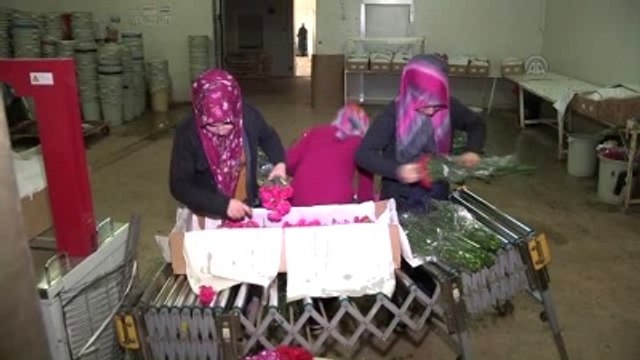 Dünya Yeni Yıla Türk Çiçekleri ile Girecek