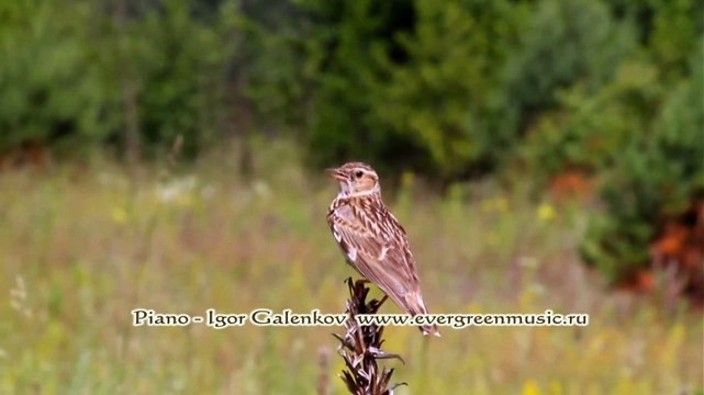 Tchaikovsky The lark's song Children's Album op.39 no.22 Piano Igor Galenkov