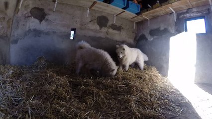J'Ivalo et H'Aurore Boreale  mes samoyedes dans le chenil