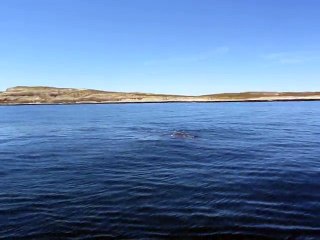 Baleine franche australe
