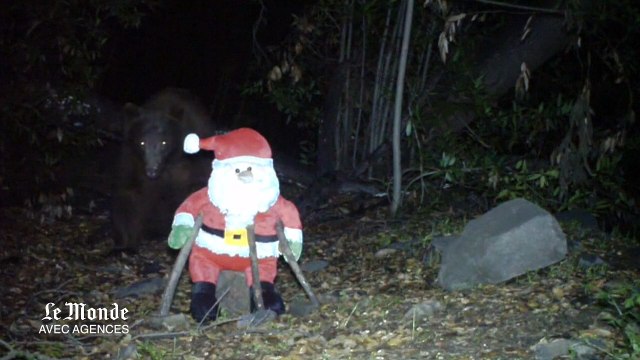 Un ours attaque l'effigie du père noel