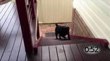 Pugs Hopping Up the Stairs