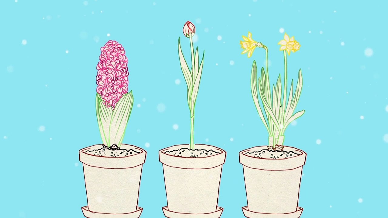 Les Experts - Questions Jardin : bulbes forcés