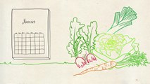 Les Experts - Questions Jardin : semis potagers