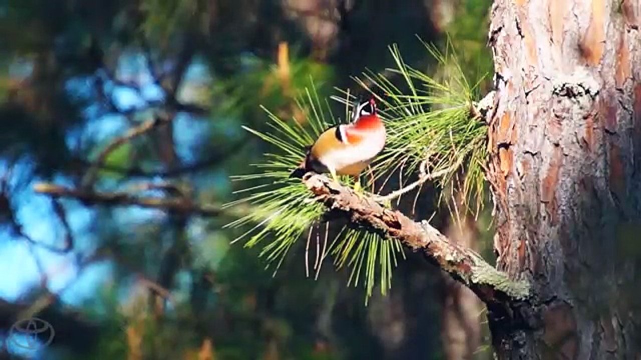 Video: Leave it to Beaver