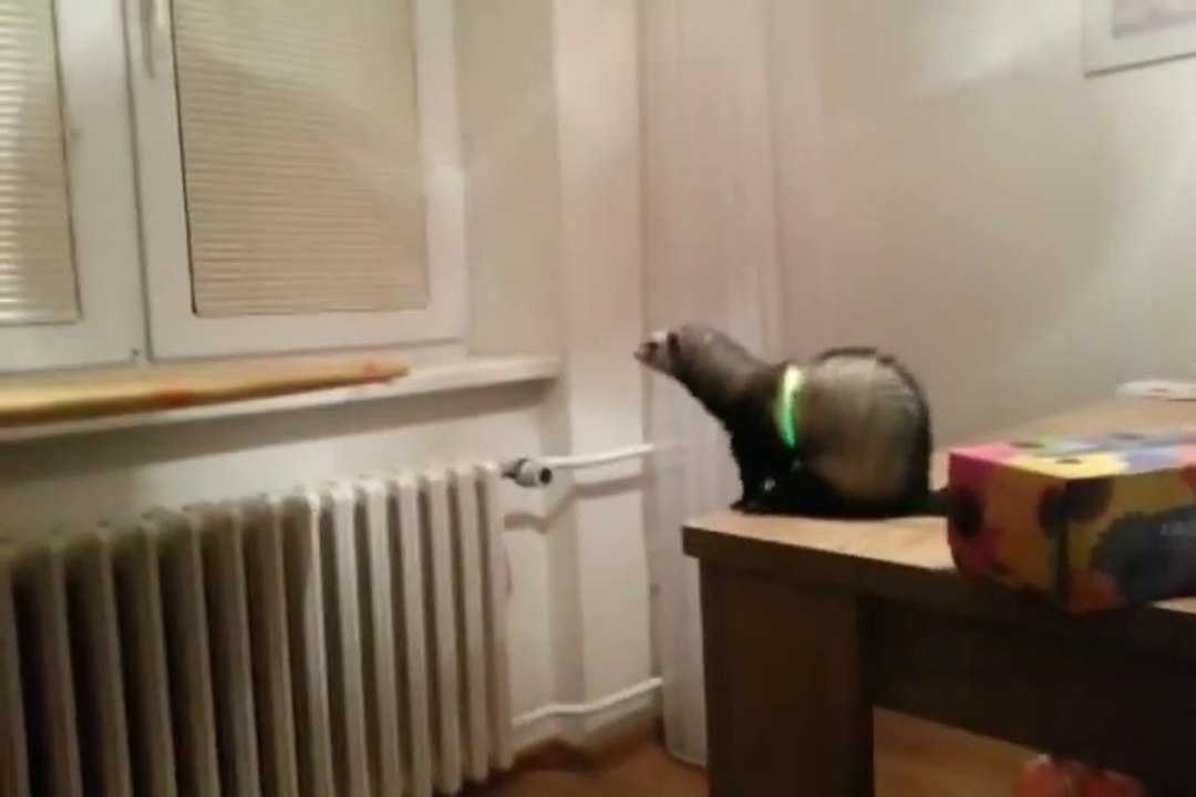 Ferret Jump Fail