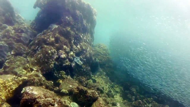 Banc de petits poissons anchois à Tobago