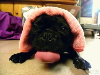 Bulldog Does His Best Impression Of A Diesel Engine