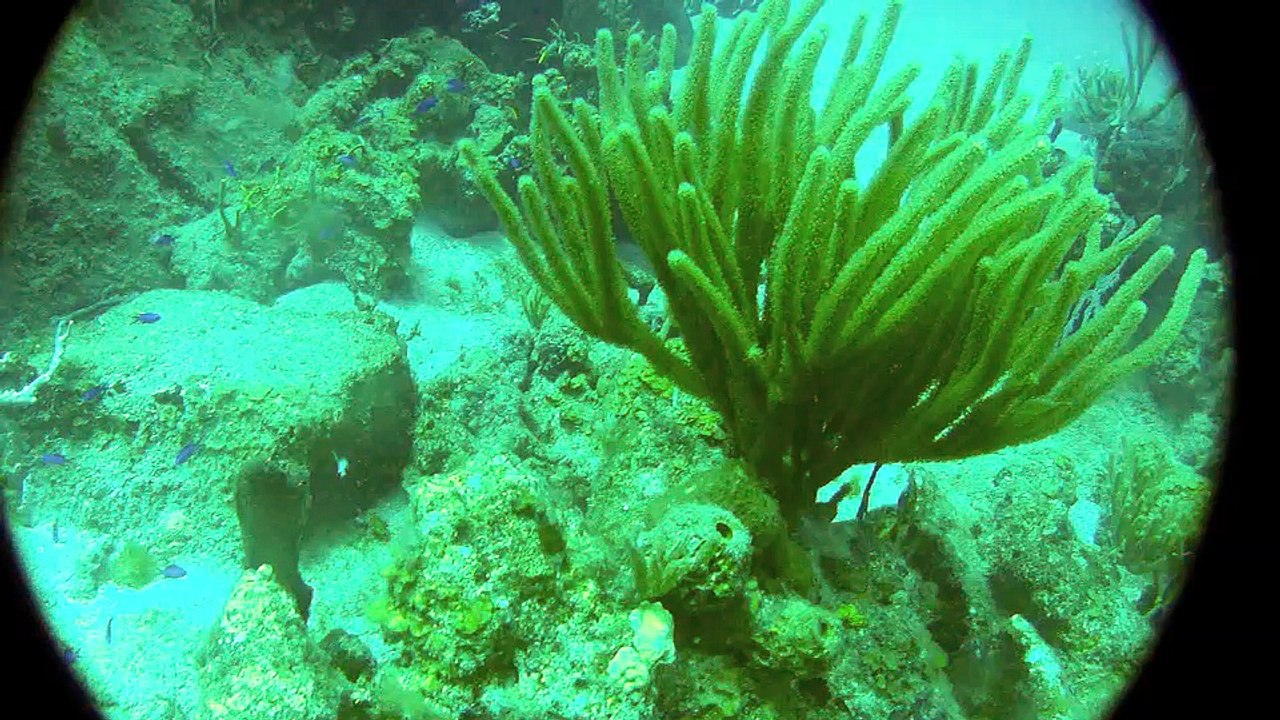 Plongée ile fourche st-Barth 2012