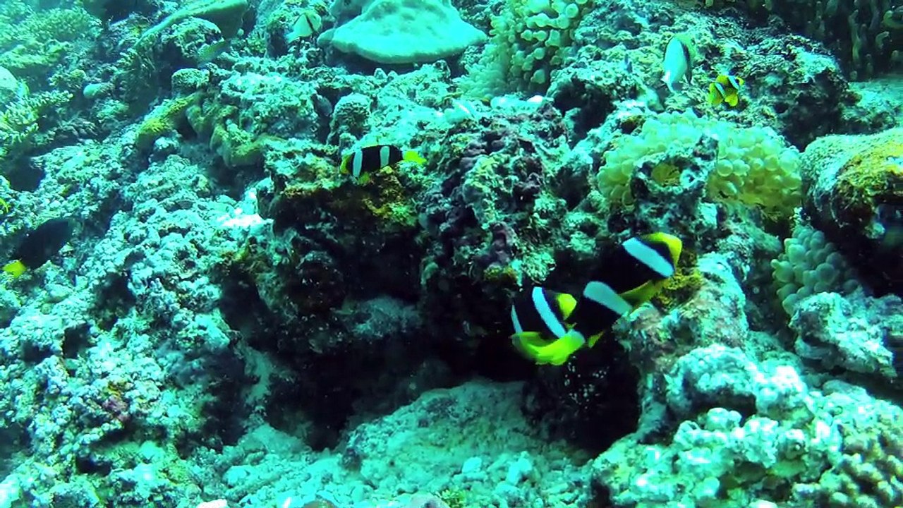 Plonger aux Maldives "Fihalhohi en 2013