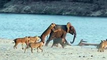 Young Elephant Survives Attack by 14 Lions