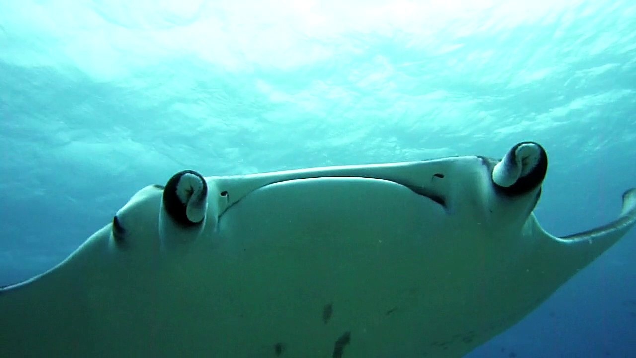 Raie manta aux Maldives