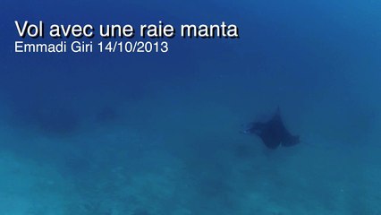 Raie manta de très près.