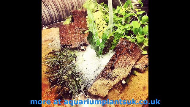 aquariums Freshwater Planted Aquarium - The best ways to Prosper in the Recreation of Plants