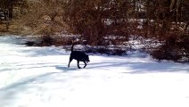 Black Lab Dog Body Slides In The Snow