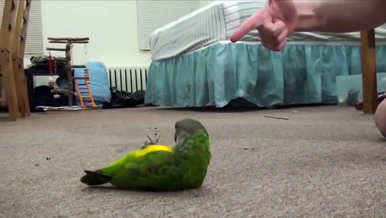 Clever Parrot