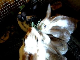 Bon appetit les lapins