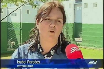 ¿Cómo evitar que la pirotecnia afecte a su mascota?