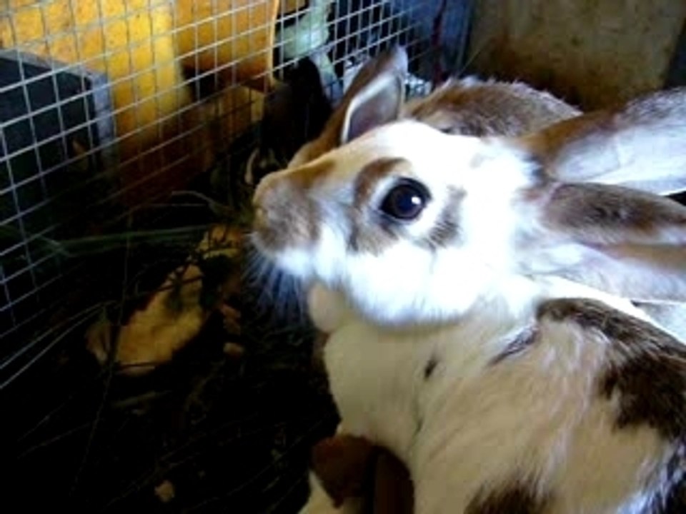 Mère Lapin et sa famille