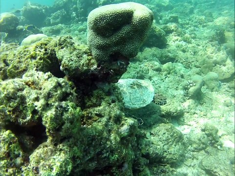 Plonger avec une tortue aux Maldives