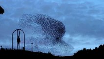 Espectaculares nubes de miles de pájaros en pueblos de Asturias