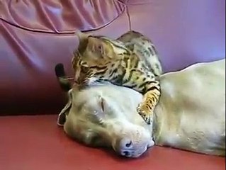 Am I the only one that also wants a head massage from a Bengal cat