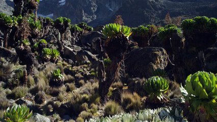 Nature (2013) - Featurette "Alerte en Montagne" [VOST-HD]