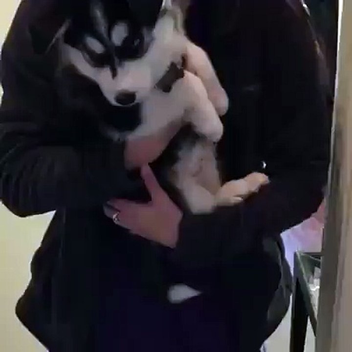 Just a talking husky