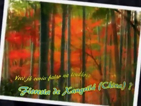 Animais ameaçados de extinção O Panda, animal muito raro!