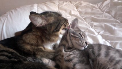 Snooky & Plumo- 6e SEMAINE: lavage intégral...