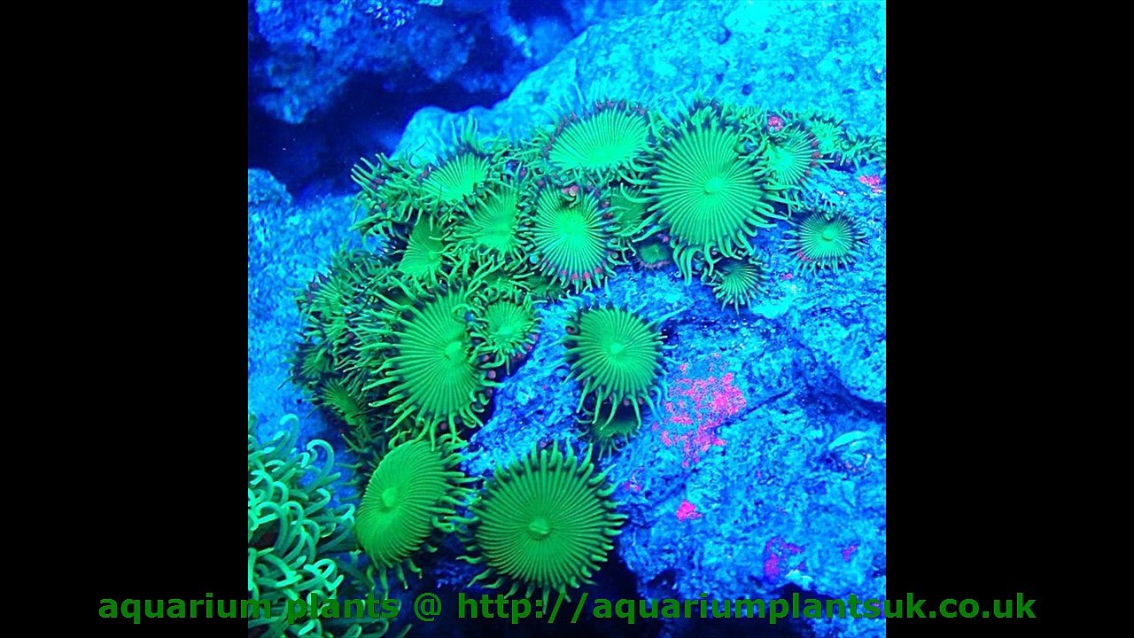 aquarium plants uk First Steps to Your Planted Aquarium - Growing Floating Plants