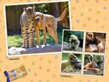 Os animais também amam, são carinhosos, são solidários, etc