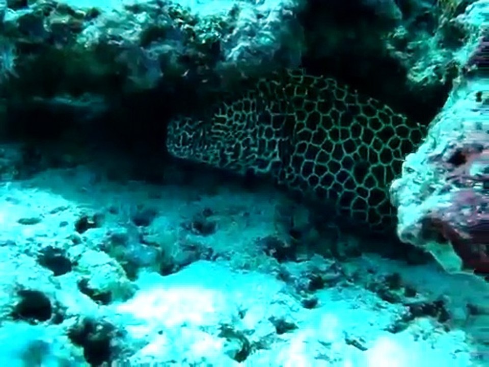 murene leopard maldives