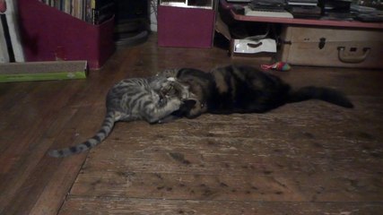 Chats Bengal Silver-Bleu et Tabby- 1e semaine de vie commune (août 2014)