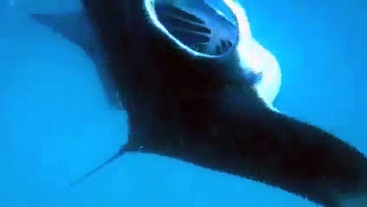 Plonger pour les raies manta  aux Maldives à hanifaru 3