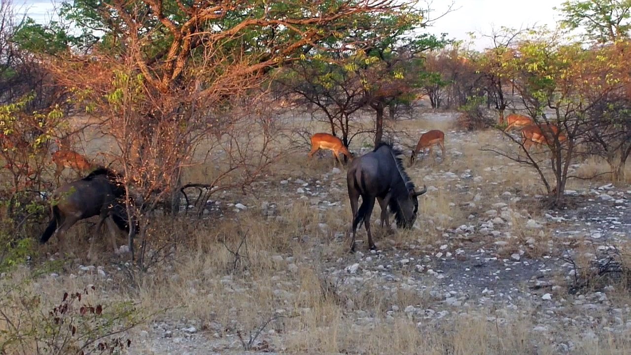 Namibia 2014 - Clo