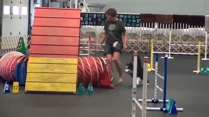 Black and White Border Collie, Agility Show and Go 7-15-2012