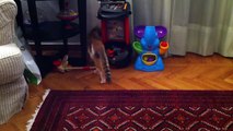 Cat Pounces on Dog from behind a Curtain (Video) - Daily Picks and Flicks