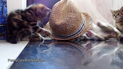 Seriously Funny CatS Videos|Funny Cats