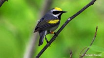 Researchers: Birds Can Sense Major Storms