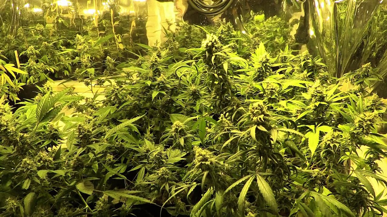 Marihuana se huele cada vez más en Uruguay