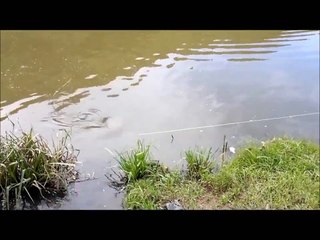 White Hunter   The Guy He Shooting Without See Fish And It Touches It