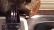 Un opossum pas très craintif mange du pain dans la cuisine!