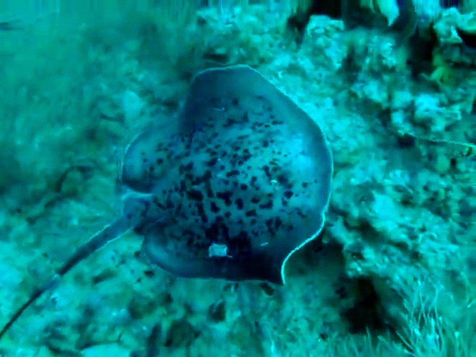 raie pastenague aux maldives